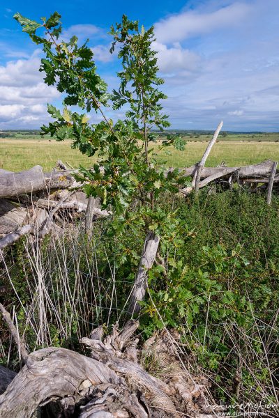 Pücklerzelle, Weidefläche im Naturschutzgebiet Erlebachwiesen bei Wölfis, extensiv beweidete Flächen, Pflegemassnahme, Beweidung durch Heckrind, Angusrind und Pferde, ,