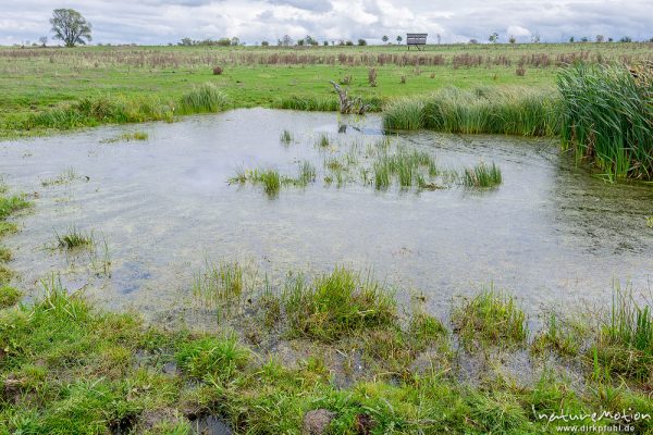 Wiesenweiher mit Viehtritten im Uferbereich, Weidefläche im Naturschutzgebiet Erlebachwiesen bei Wölfis, extensiv beweidete Flächen, Pflegemassnahme, Beweidung durch Heckrind, Angusrind und Pferde, ,