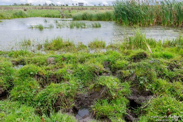 Wiesenweiher mit Viehtritten im Uferbereich, Weidefläche im Naturschutzgebiet Erlebachwiesen bei Wölfis, extensiv beweidete Flächen, Pflegemassnahme, Beweidung durch Heckrind, Angusrind und Pferde, ,