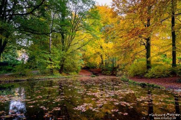 Teich mit Herbstlaub, Bäume in Herbstfärbung, Schillerwiesen, Göttingen, Deutschland