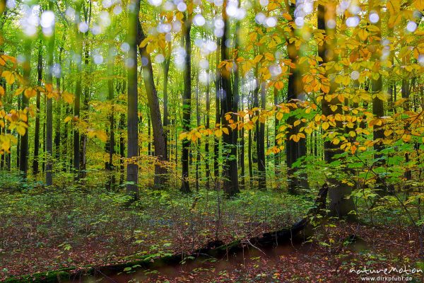 Rot-Buche, Fagus sylvatica, Fagaceae, Herbstwald, Buchen-Hallenwald, Wald am Hünstollen, Doppelbelichtung scharf/unscharf, Ebergötzen bei Göttingen, Deutschland