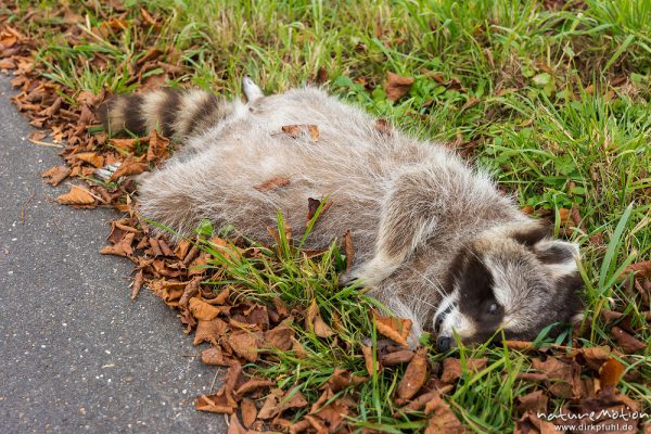 Waschbär, Procyon lotor, Procyonidae, totes Tier am Wegrand, Göttingen, Deutschland