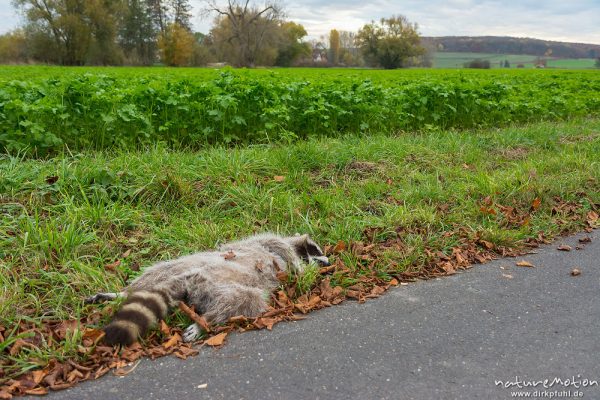 Waschbär, Procyon lotor, Procyonidae, totes Tier am Wegrand, Göttingen, Deutschland