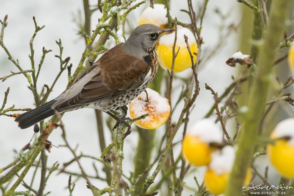 Wacholderdrossel, Turdus pilaris, Drosseln (Turdidae), Tier sitzt in einem Apfelbaum und frisst von Äpfeln, die dort hängen geblieben sind, Garten, frischer Schnee, Göttingen, Deutschland