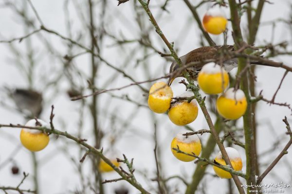 Wacholderdrossel, Turdus pilaris, Drosseln (Turdidae), Tier sitzt in einem Apfelbaum und frisst von Äpfeln, die dort hängen geblieben sind, Garten, frischer Schnee, Göttingen, Deutschland