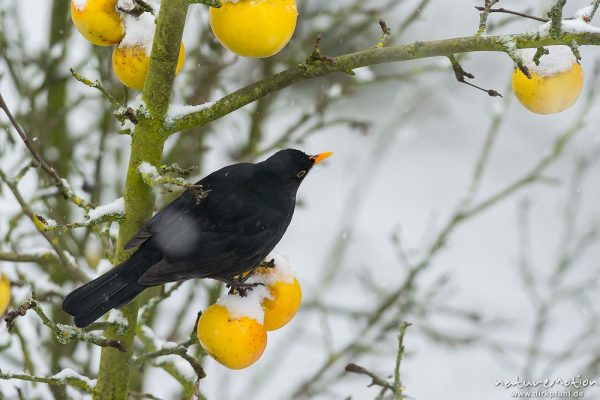 Amsel, Schwarzdrossel, Turdus merula, Drosseln (Turdidae), Männchen, frisst an Äpfeln die im Baum hängen geblieben sind, frsicher Schnee, Am Weißen Steine, Göttingen, Deutschland