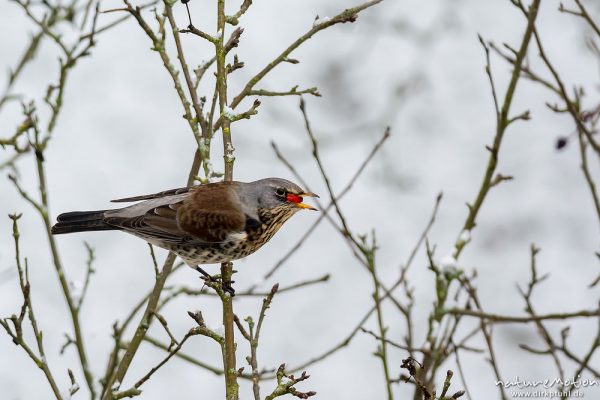 Wacholderdrossel, Turdus pilaris, Drosseln (Turdidae), Tier mit roter Frucht im Schnabel, frisch gefallener Schnee, Garten Am Weißen Steine, Göttingen, Deutschland