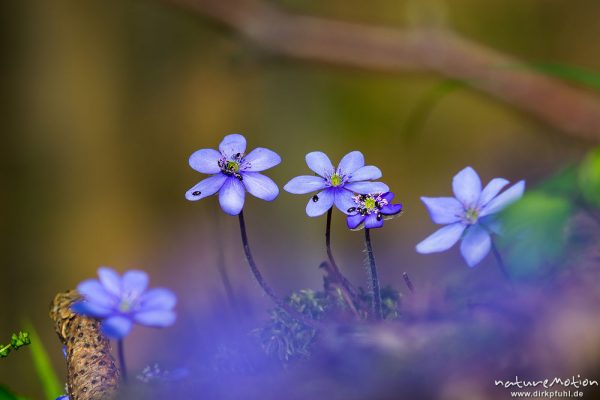 Leberblümchen, Hepatica nobilis, Ranunculaceae, blühende Pflanzen im Buchenwald, Reckershausen, Deutschland