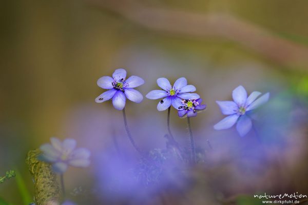 Leberblümchen, Hepatica nobilis, Ranunculaceae, blühende Pflanzen im Buchenwald, Doppelbelichtung scharf/unscharf, Reckershausen, Deutschland