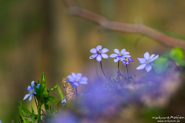 Leberblümchen, Hepatica nobilis, Ranunculaceae, blühende Pflanzen im Buchenwald, Reckershausen, Deutschland