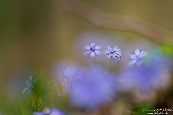 Leberblümchen, Hepatica nobilis, Ranunculaceae, blühende Pflanzen im Buchenwald, Doppelbelichtung scharf/unscharf, Reckershausen, Deutschland