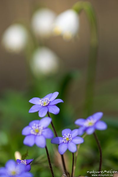 Märzenbecher, Leucojum vernum, Amaryllidaceae, Leberblümchen, Hepatica nobilis, Ranunculaceae, blühende Pflanzen im Buchenwald, Reckershausen, Deutschland