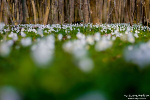 Buschwindröschen, Anemone nemorosa, Ranunculaceae, dichter Teppich blühender Pflanzen, Göttinger Wald, Göttingen, Deutschland