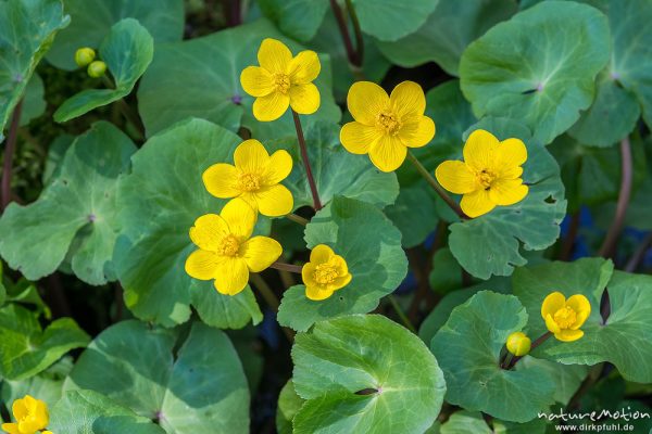 Sumpf-Dotterblume, Caltha palustris, Ranunculaceae, Blüten, Quellhorizont, Göttinger Wald, Göttingen, Deutschland