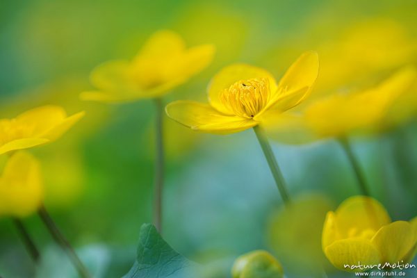 Sumpf-Dotterblume, Caltha palustris, Ranunculaceae, Blüten, Quellhorizont, Göttinger Wald, Doppelbelichtung scharf/unscharf, Göttingen, Deutschland