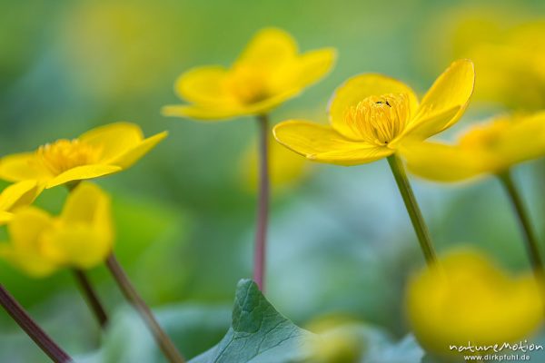 Sumpf-Dotterblume, Caltha palustris, Ranunculaceae, Blüten, Quellhorizont, Göttinger Wald, Göttingen, Deutschland