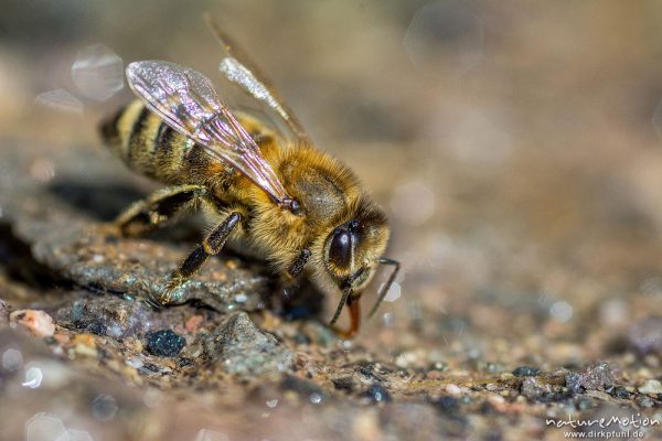 Honigbiene, Apis melifera, Apidae, Tiere beim Trinken an einem Bach, Kirschplantagen, Wendershausen bei Witzenhausen, Deutschland