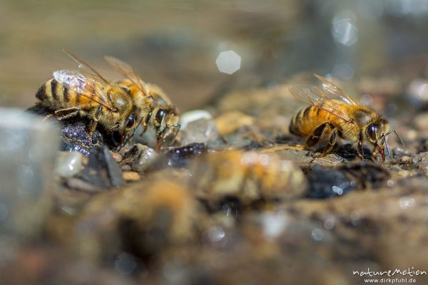 Honigbiene, Apis melifera, Apidae, Tiere beim Trinken an einem Bach, Kirschplantagen, Wendershausen bei Witzenhausen, Deutschland