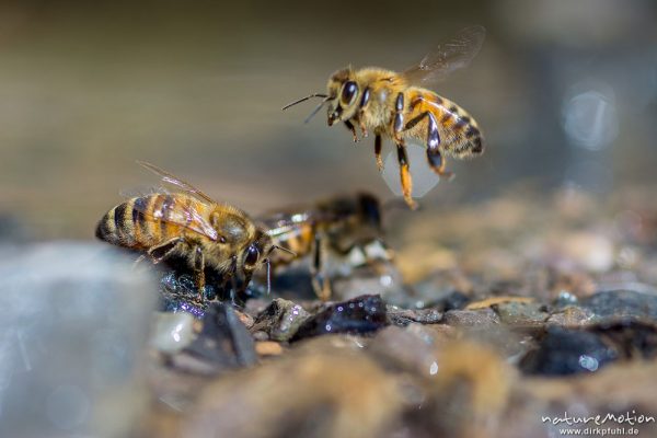 Honigbiene, Apis melifera, Apidae, Tiere beim Trinken an einem Bach, Kirschplantagen, Wendershausen bei Witzenhausen, Deutschland