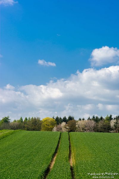 Getreidefeld, Schlehe, Schwarzdorn, Prunus spinosa, Rosaceae, blühende Hecke, Leinetal südlich Göttingen, Göttingen, Deutschland