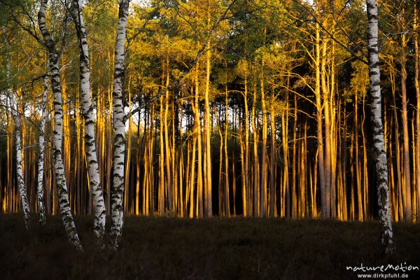 Birken vor Kiefernwald, Abendsonne, Heide bei Trebel, Wendland, Gartow (Wendland), Deutschland