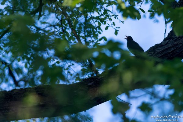 Amsel, Schwarzdrossel, Turdus merula, Drosseln (Turdidae), Männchen singt im Geäst einer Weide, Levinscher Park, Göttingen, Deutschland