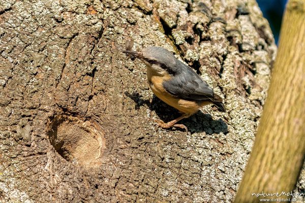 Kleiber, Sitta europaea, 	Kleiber (Sittidae),Tier an seiner Bruthöhle, versorgt Küken, Levinscher Park, Göttingen, Deutschland