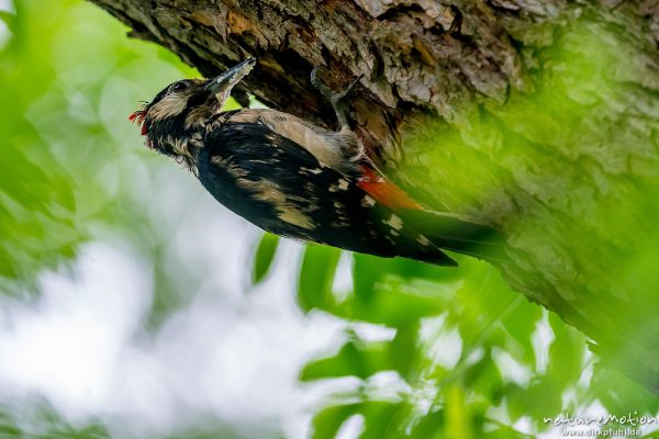 Buntspecht, Dendrocopos major, 	Spechte (Picidae),Alttiere bei der Brutpflege, Kiessee, Göttingen, Deutschland