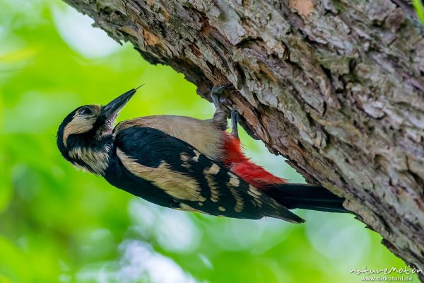 Buntspecht, Dendrocopos major, 	Spechte (Picidae),Alttiere bei der Brutpflege, Kiessee, Göttingen, Deutschland