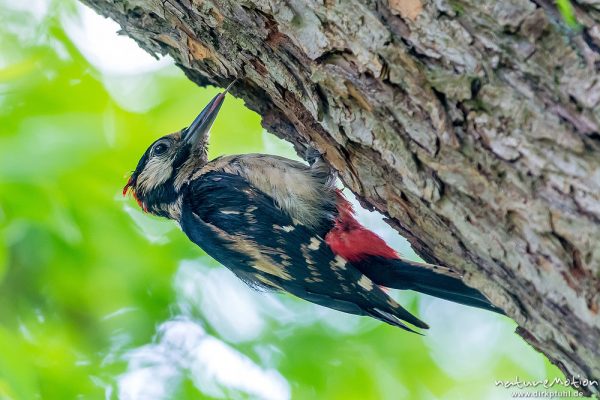 Buntspecht, Dendrocopos major, 	Spechte (Picidae),Alttiere bei der Brutpflege, Kiessee, Göttingen, Deutschland