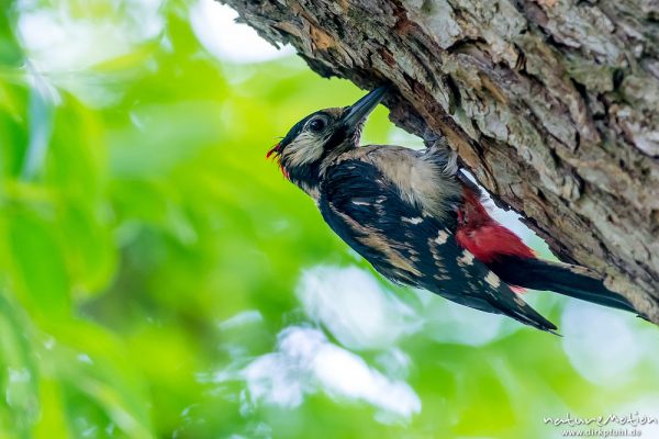 Buntspecht, Dendrocopos major, 	Spechte (Picidae),Alttiere bei der Brutpflege, Kiessee, Göttingen, Deutschland