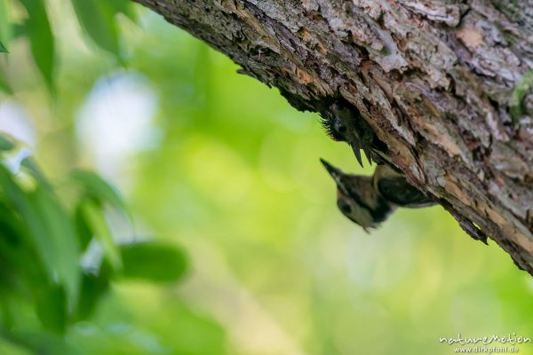 Buntspecht, Dendrocopos major, 	Spechte (Picidae), Bruthöhle mit Jungtier, Altvogel füttert, Kiessee, Göttingen, Deutschland