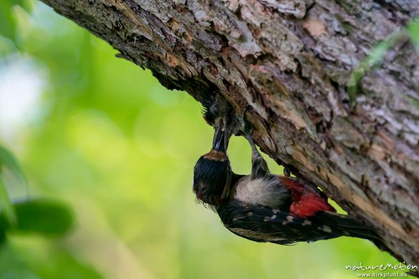 Buntspecht, Dendrocopos major, 	Spechte (Picidae), Bruthöhle mit Jungtier, Altvogel füttert, Kiessee, Göttingen, Deutschland