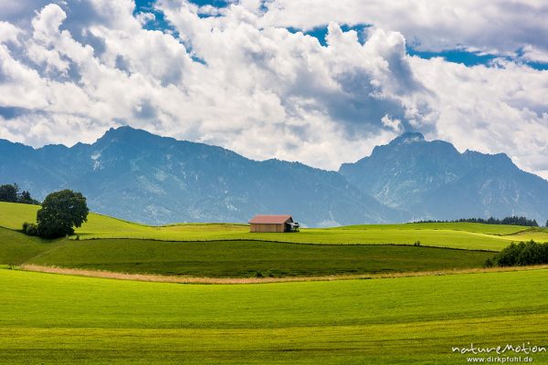 Heuschober, frisch gemähte Wiesen vor Bergkulisse, Füssen, Deutschland