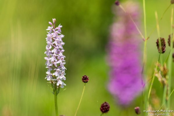 Geflecktes Knabenkraut, Dactylorhiza maculata, 	Orchideen (Orchidaceae),Blütenstand, Hegratsrieder See, Füssen, Deutschland