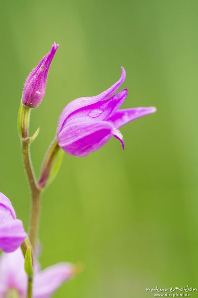 Rotes Waldvöglein, Cephalanthera rubra, 	Orchideen (Orchidaceae), Blüte, Uferbereich des Weißenbachsees, Füssen, Deutschland