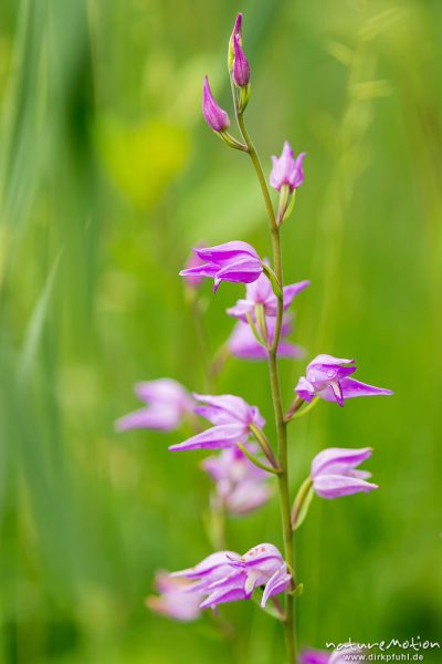 Rotes Waldvöglein, Cephalanthera rubra, 	Orchideen (Orchidaceae), Blütenstand, Uferbereich des Weißenbachsees, Füssen, Deutschland