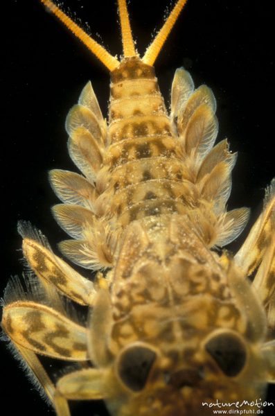 Eintagsfliege, Ecdyonurus spec., Ephemeroptera, Larve, Detail Abdomen und Kiemen, Niemetal, Deutschland