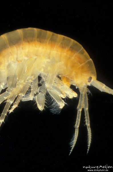 Bachflohkrebs, Gammarus pulex, Gammaridae,  Kopf, Göttingen, Deutschland