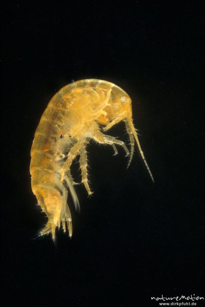 Bachflohkrebs, Gammarus pulex, Gammaridae, Göttingen, Deutschland