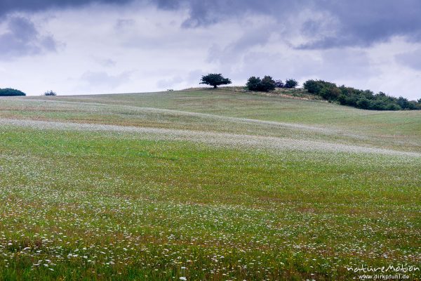 blühende Wiesen, Mönchsgut, Rügen, Deutschland