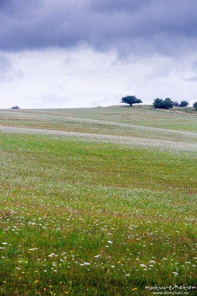 blühende Wiesen, Mönchsgut, Rügen, Deutschland