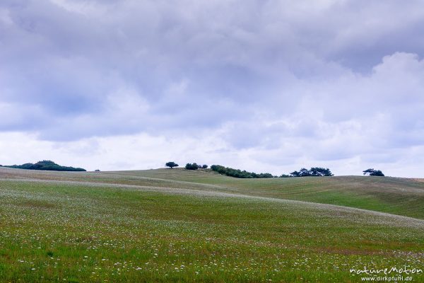 blühende Wiesen, Mönchsgut, Rügen, Deutschland