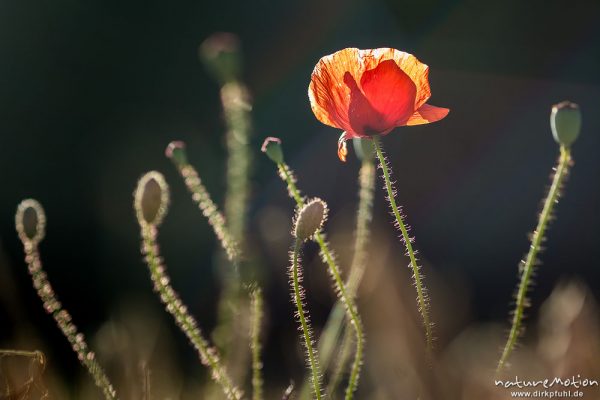 Klatsch-Mohn, Papaver rhoeas, Papaveraceae, blühende Pflanzen in Getreidefeld, Möchsgut, Gager, Rügen, Deutschland