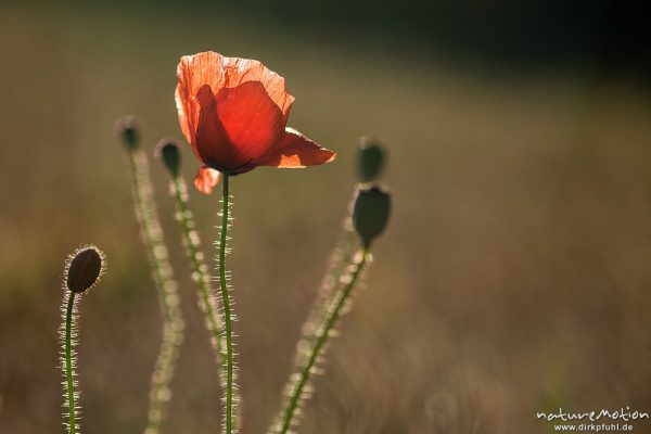 Klatsch-Mohn, Papaver rhoeas, Papaveraceae, blühende Pflanzen in Getreidefeld, Möchsgut, Gager, Rügen, Deutschland