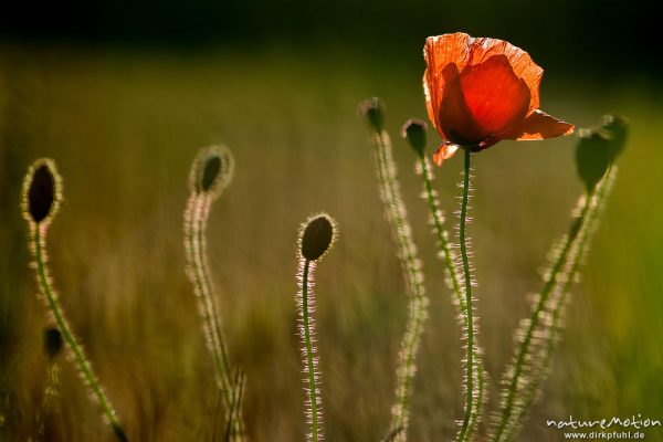 Klatsch-Mohn, Papaver rhoeas, Papaveraceae, blühende Pflanzen in Getreidefeld, Möchsgut, Gager, Rügen, Deutschland