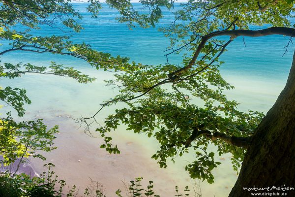 Kreideküste mit Buchenwald, Jasmund, Rügen, Deutschland