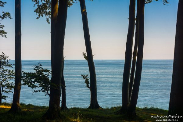 Buchenwald, Kreidefelsen, Küste von Jasmund, Rügen, Deutschland