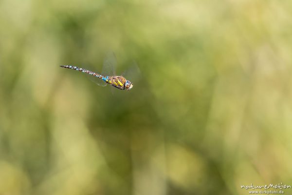 Herbst-Mosaikjungfer, Aeshna mixta, Aeshnidae, Männchen im Flug, Klärschlammvererdungsanlage, Heringen, Deutschland