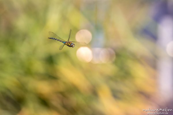 Herbst-Mosaikjungfer, Aeshna mixta, Aeshnidae, Männchen im Flug, Klärschlammvererdungsanlage, Heringen, Deutschland